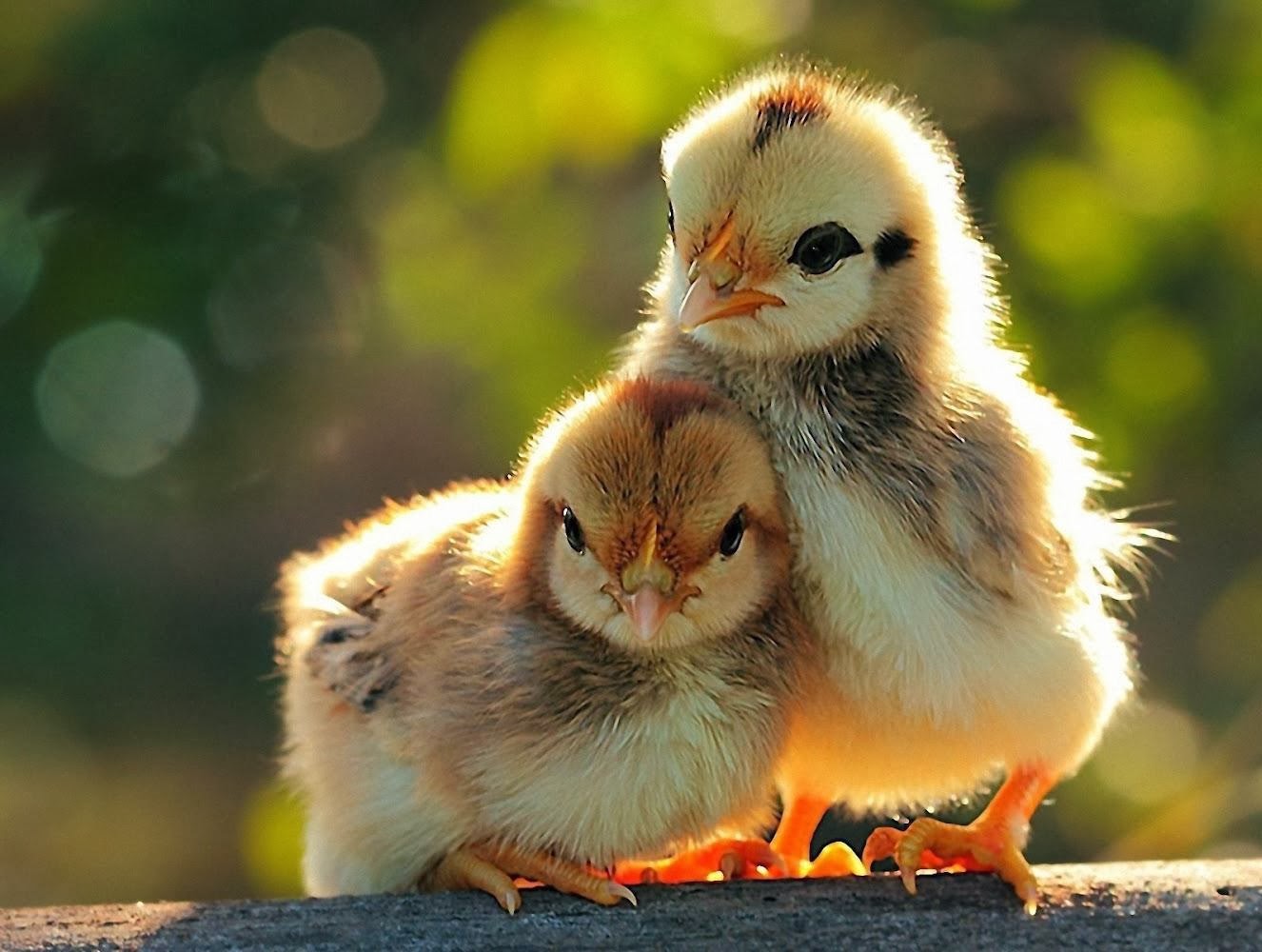 carta da parati pulcino,pollo,uccello,pollame,bestiame,phasianidae