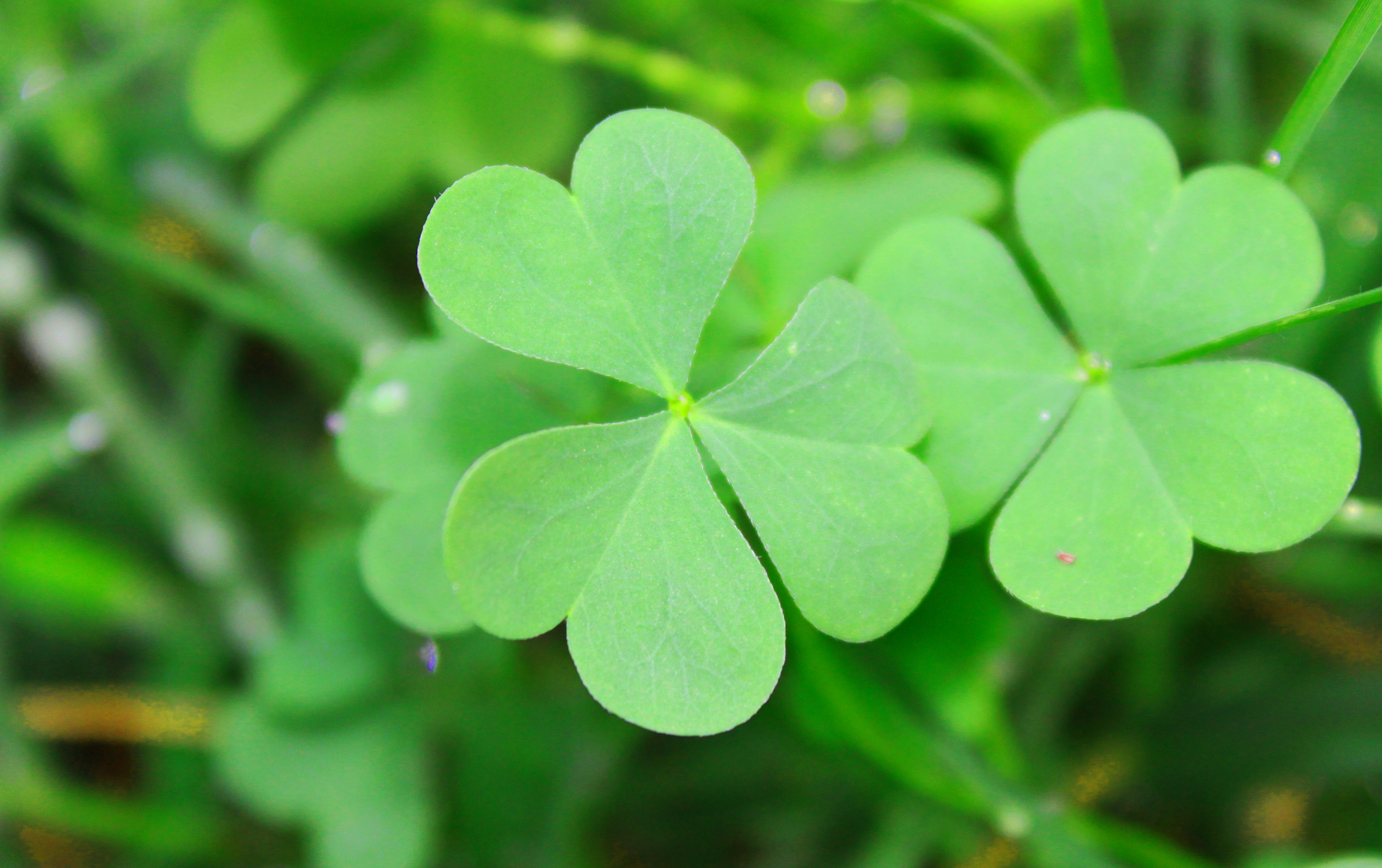 fondo de pantalla de trébol,hoja,verde,trébol,flor,planta