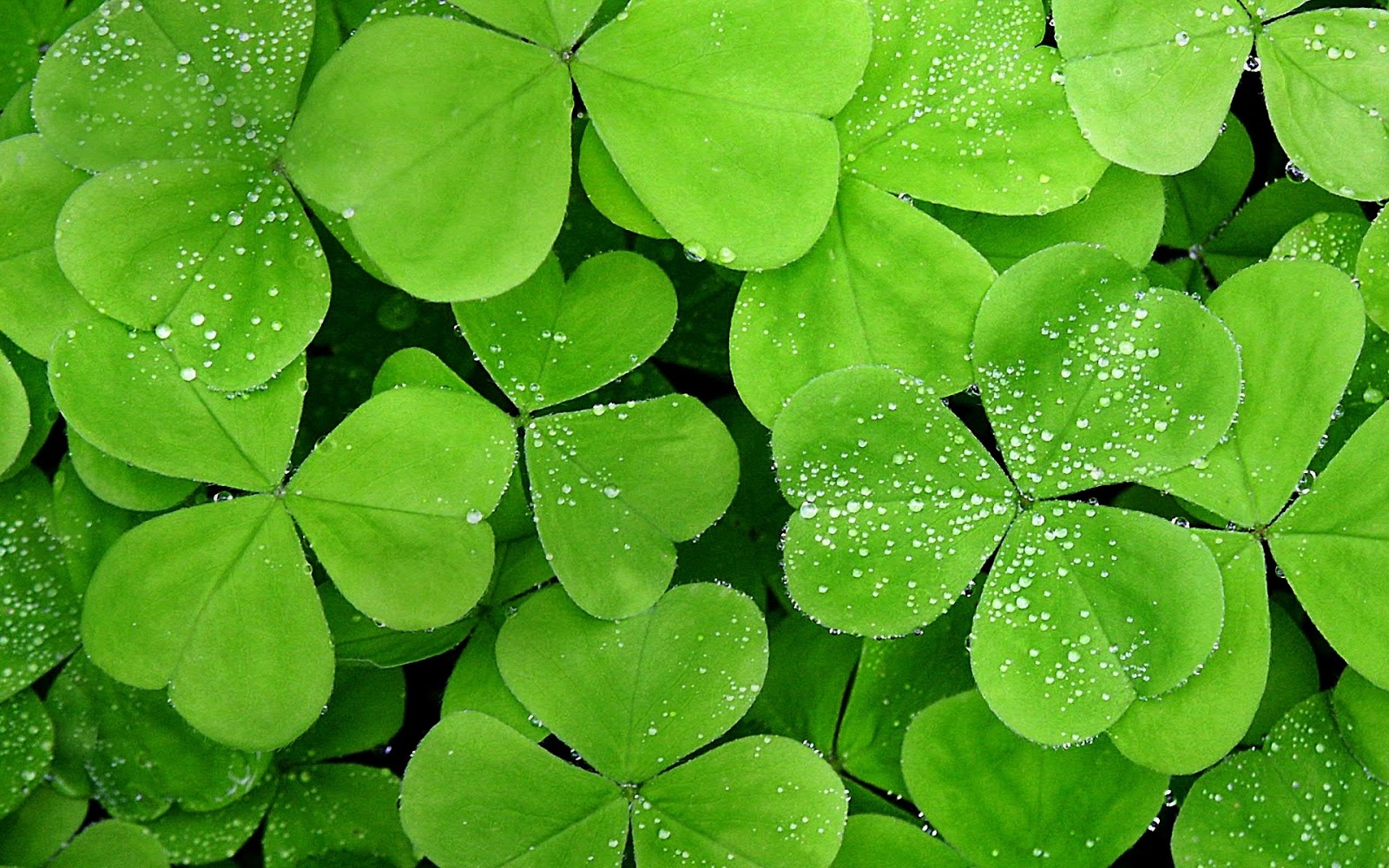 fondo de pantalla de trébol,planta floreciendo,hoja,verde,agua,planta