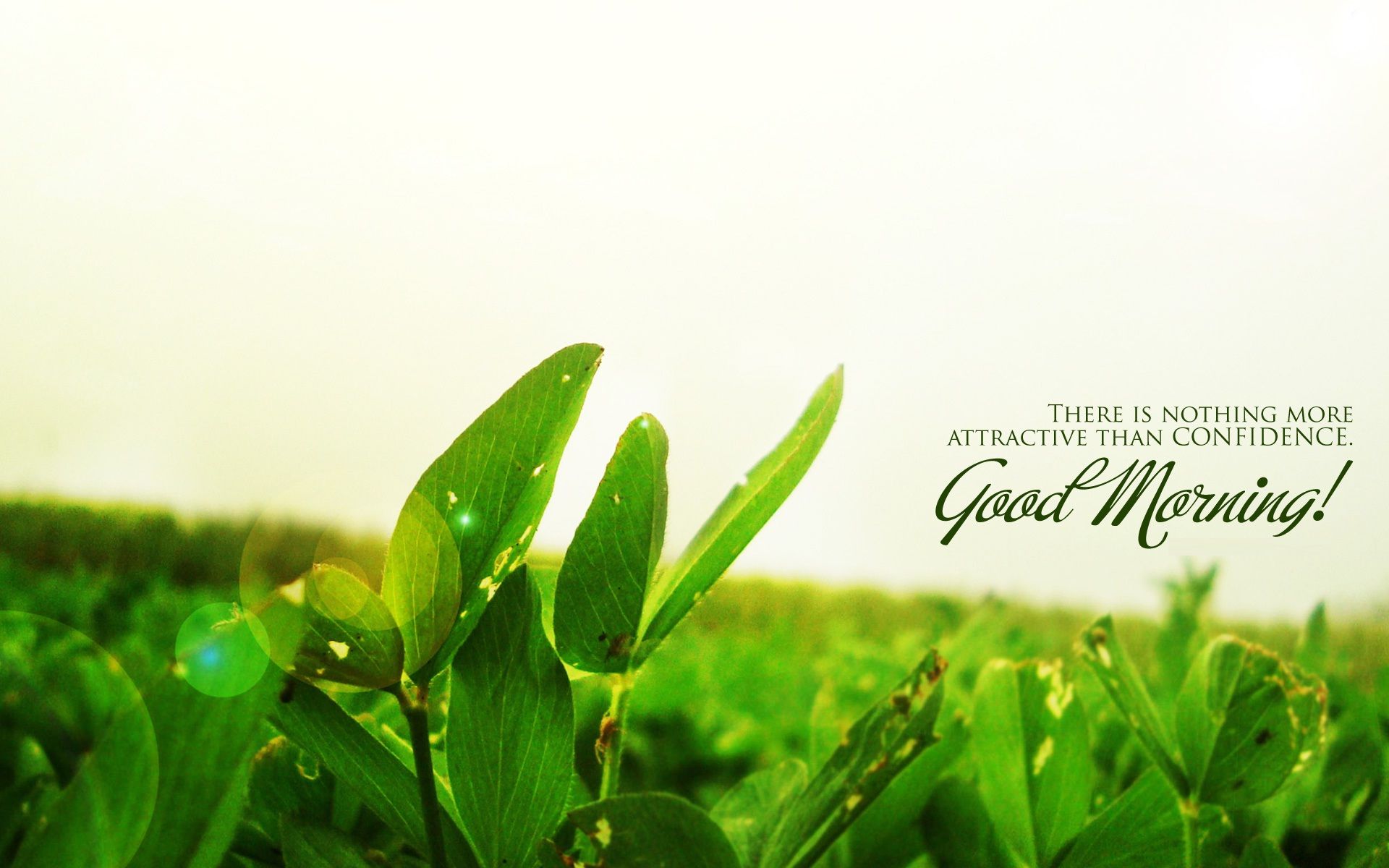 nice thought wallpaper,green,leaf,plant,water,flower