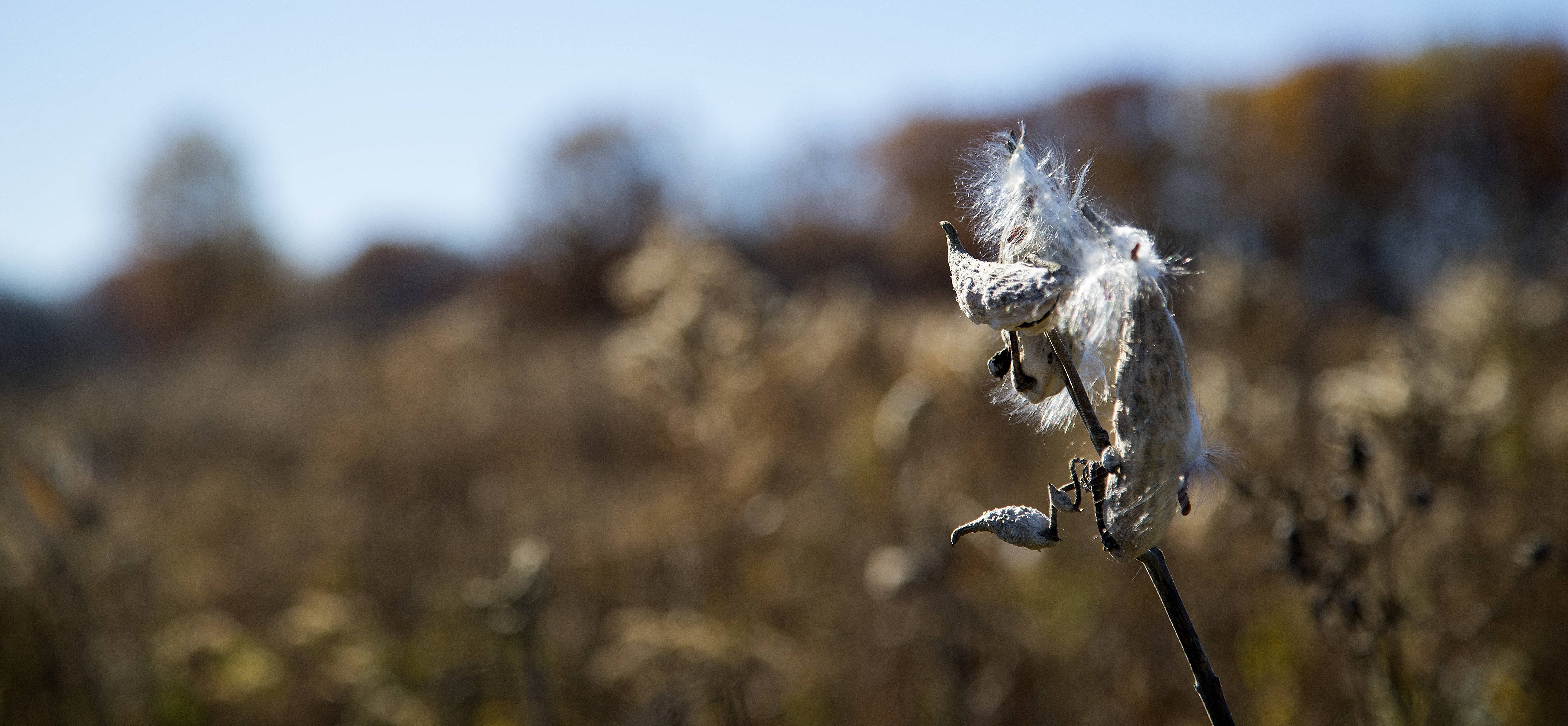 nette gedankentapete,blatt,nahansicht,tierwelt,pflanze,fotografie