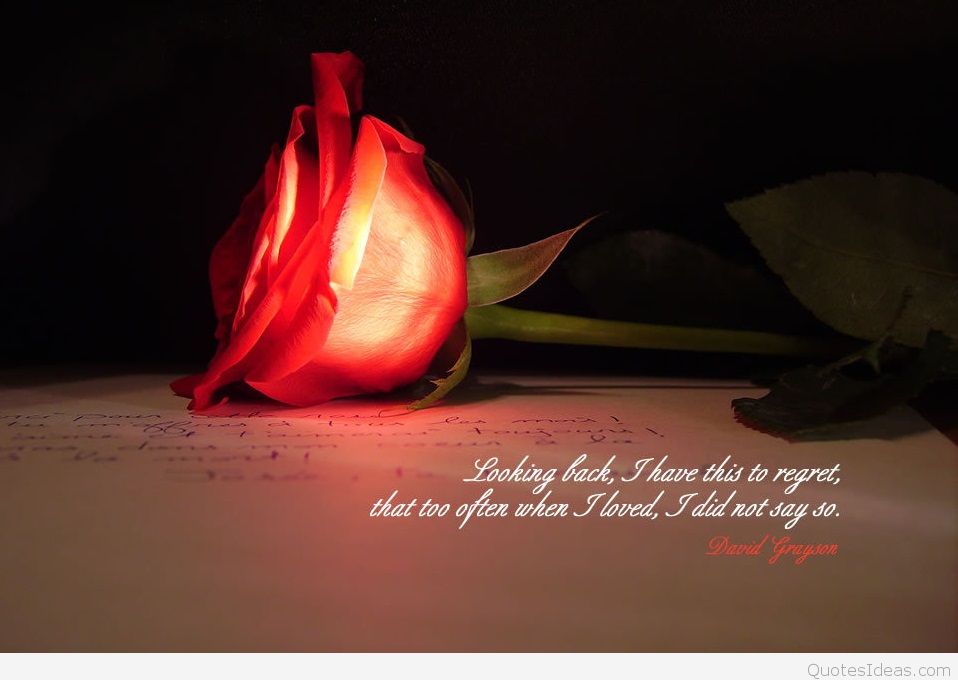 nice wallpapers for mobile with quotes,red,still life photography,petal,flower,plant