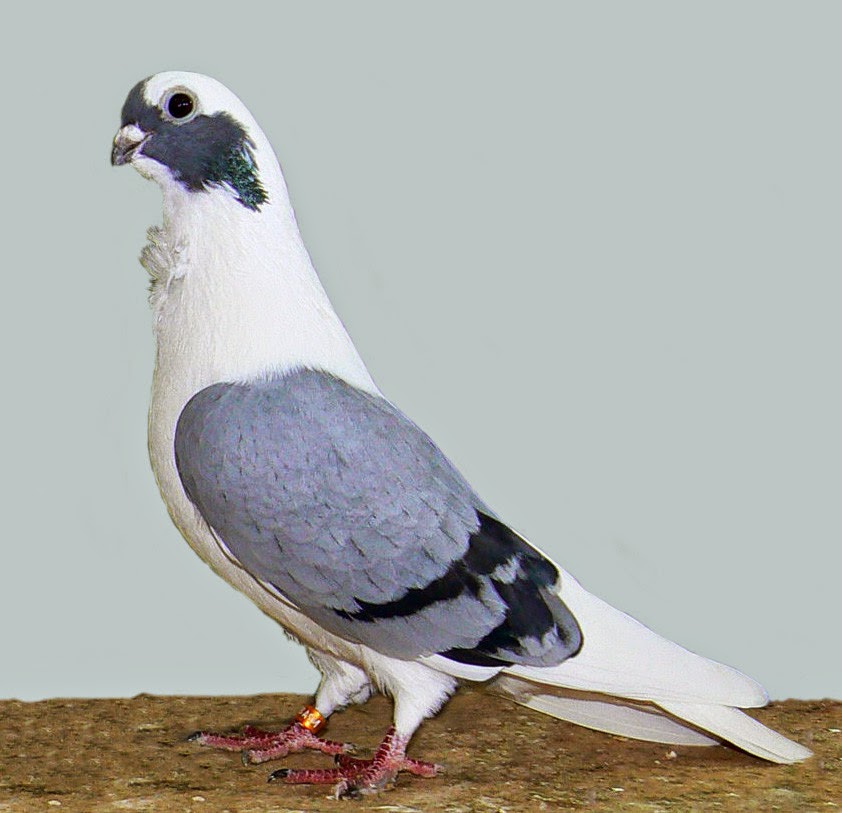 racing pigeon wallpaper,bird,vertebrate,pigeons and doves,stock dove,rock dove
