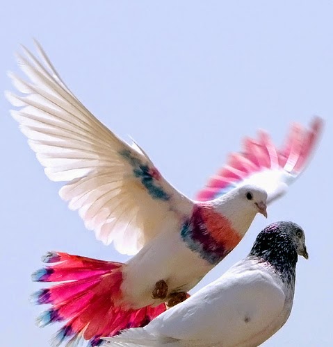 racing pigeon wallpaper,bird,wing,beak,feather,rock dove