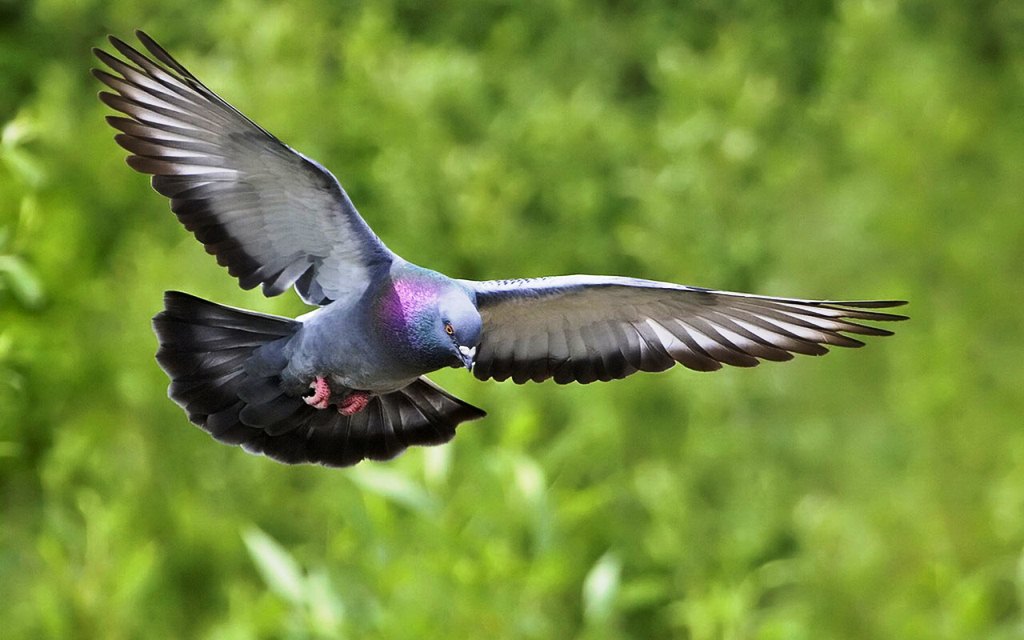 fond d'écran de pigeon de course,oiseau,aile,faune,pigeons et colombes,colombe