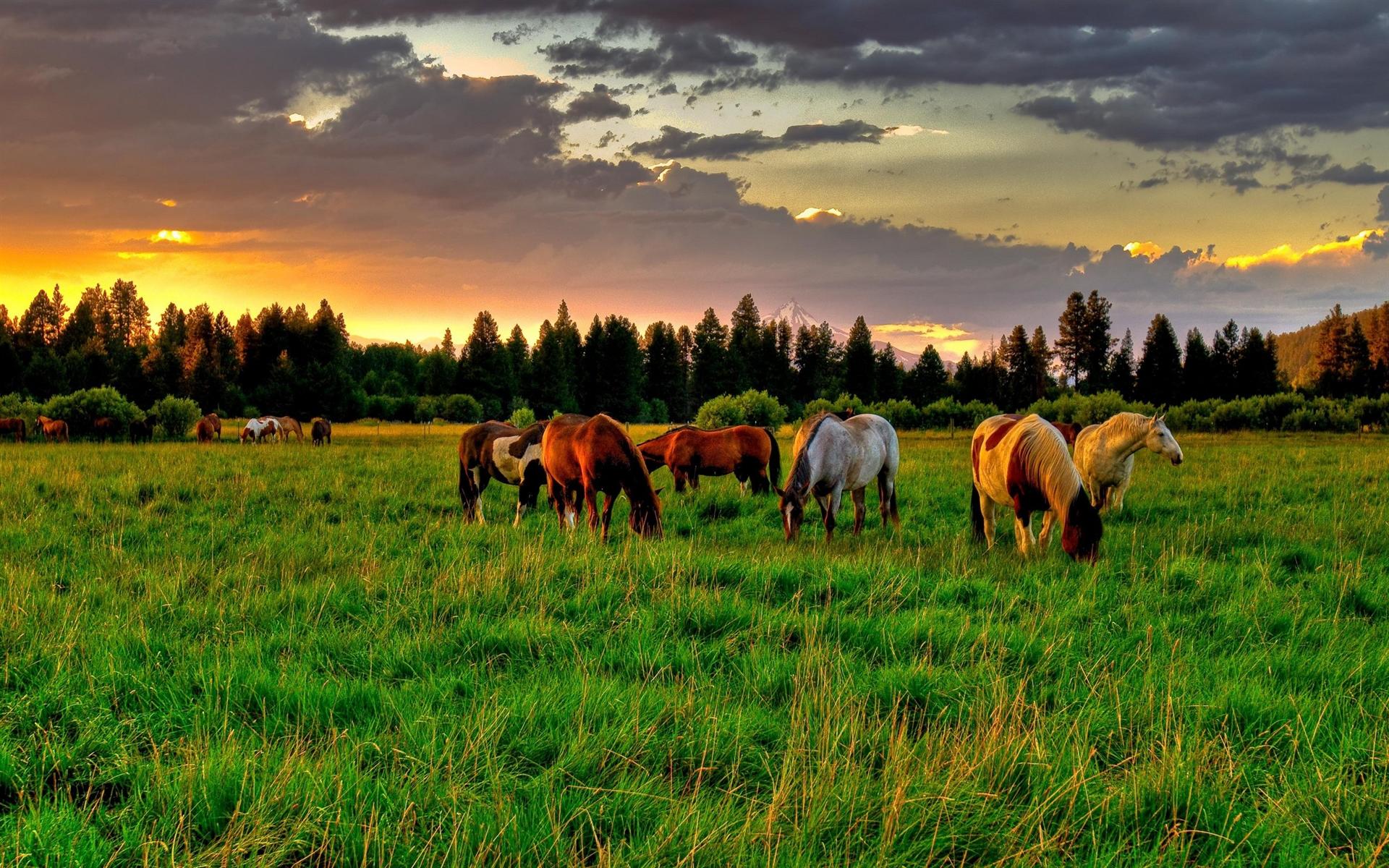 showhome wallpaper,pasture,natural landscape,grazing,grassland,nature