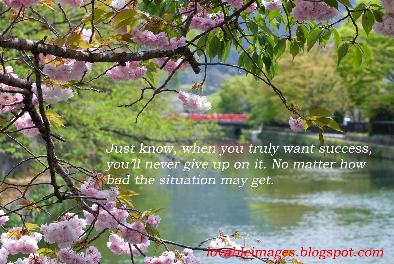 free download inspirational quotes wallpapers,nature,branch,natural landscape,tree,flower