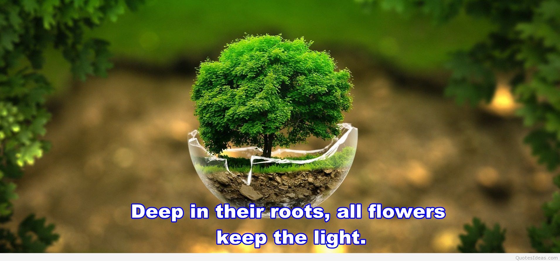 amazing wallpapers with quotes,nature,vegetation,natural landscape,tree,plant