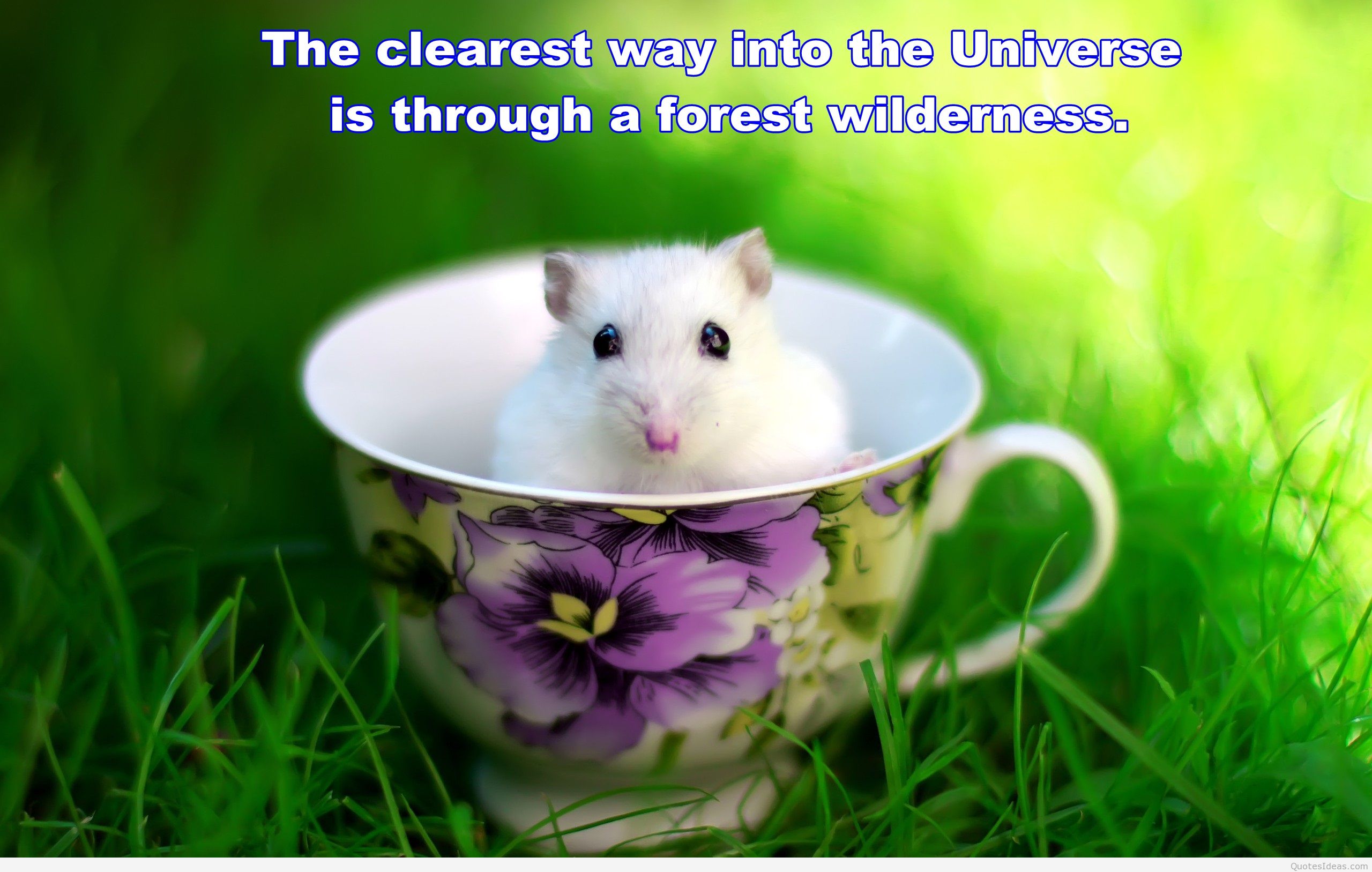 amazing wallpapers with quotes,hamster,rat,mouse,muridae,muroidea