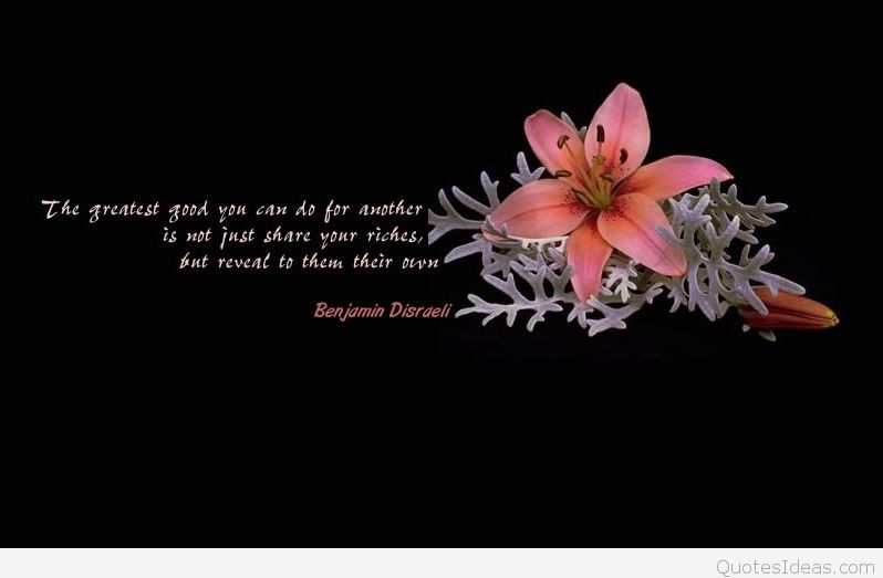 nice wallpapers with quotes,text,flower,petal,pink,plant