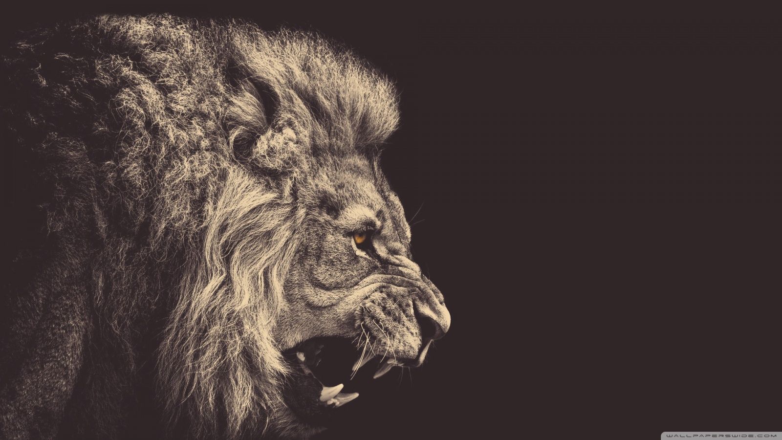 strong wallpaper,lion,big cats,wildlife,felidae,black and white