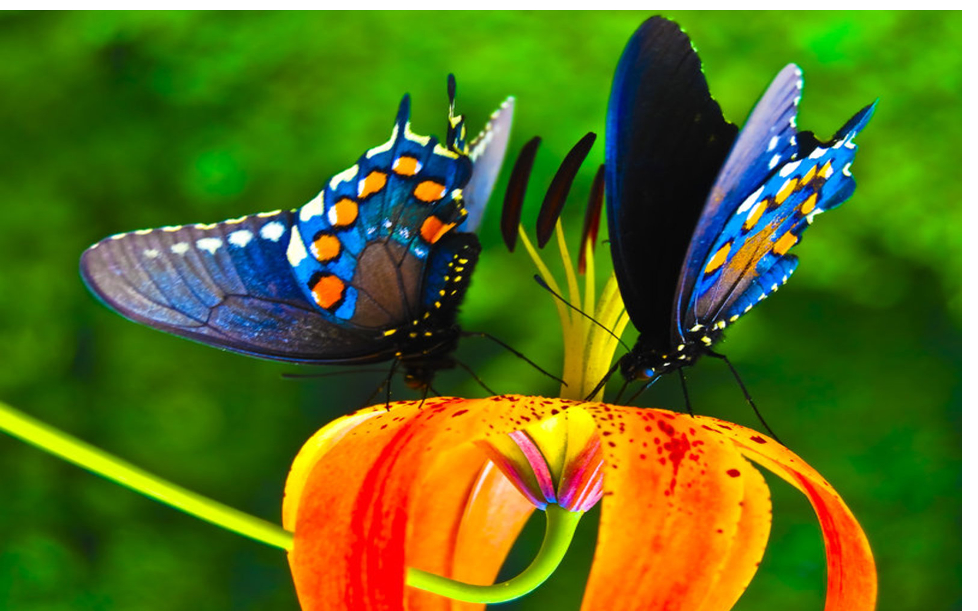 カラフルな蝶の壁紙,バタフライ,昆虫,蛾と蝶,シンシア亜属,自然