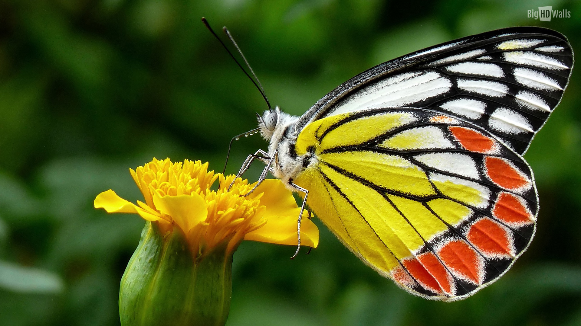 bunte schmetterlingstapete,motten und schmetterlinge,schmetterling,insekt,wirbellos,bürstenfußschmetterling