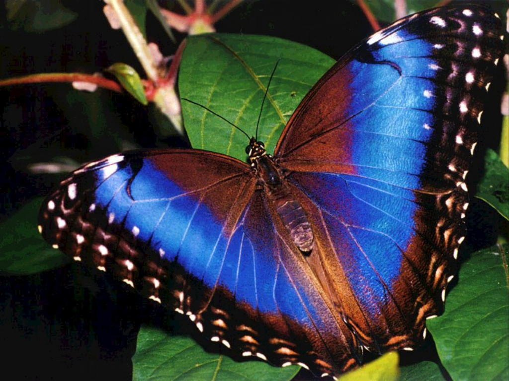 bunte schmetterlingstapete,motten und schmetterlinge,schmetterling,insekt,wirbellos,bürstenfußschmetterling