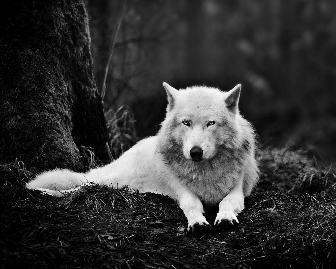 wallpaper 1024,mammal,canis lupus tundrarum,canidae,white,black