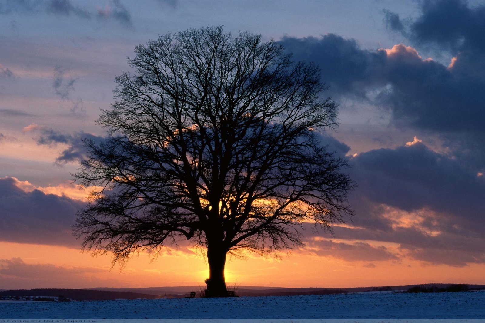 fondo de pantalla de súper alta resolución,cielo,árbol,paisaje natural,naturaleza,nube