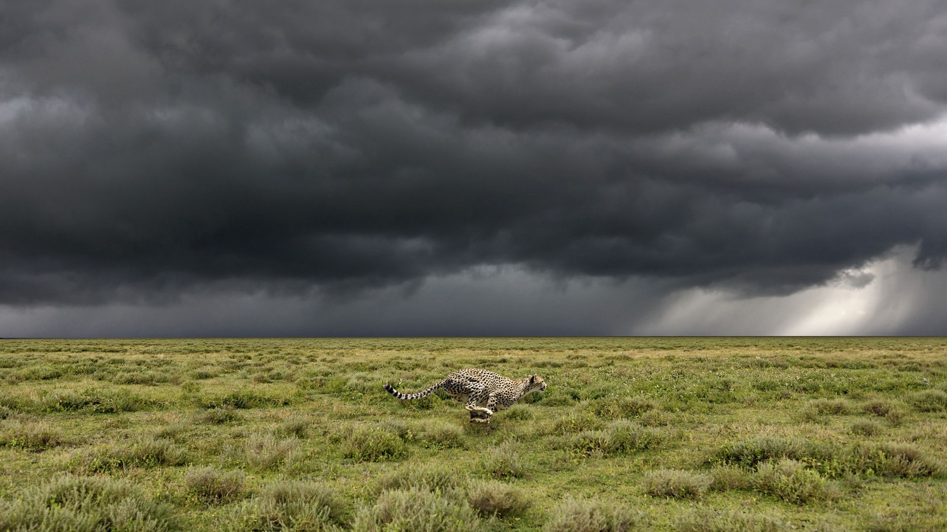 fonds d'écran très haute résolution,prairie,ciel,nuage,steppe,plaine