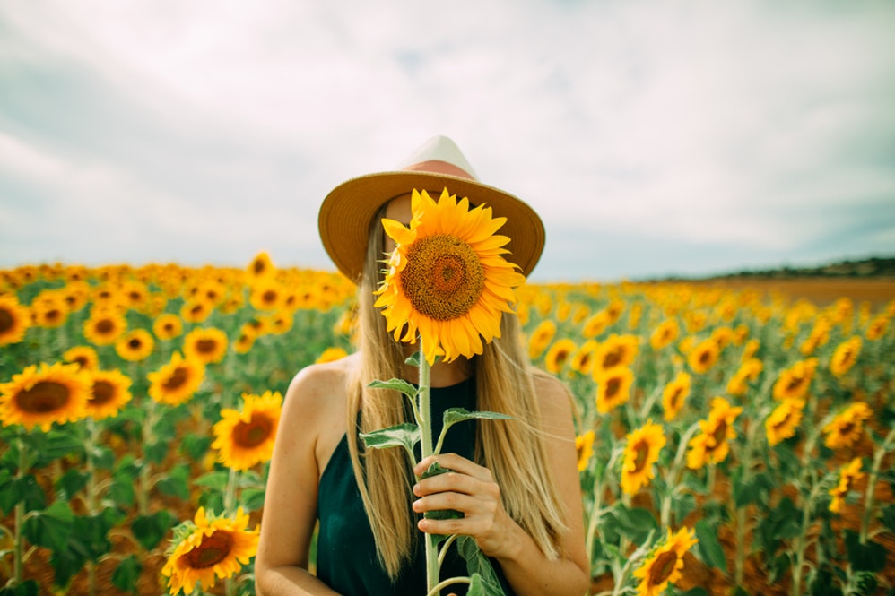 carta da parati didascalia,girasole,giallo,fiore,girasole,campo