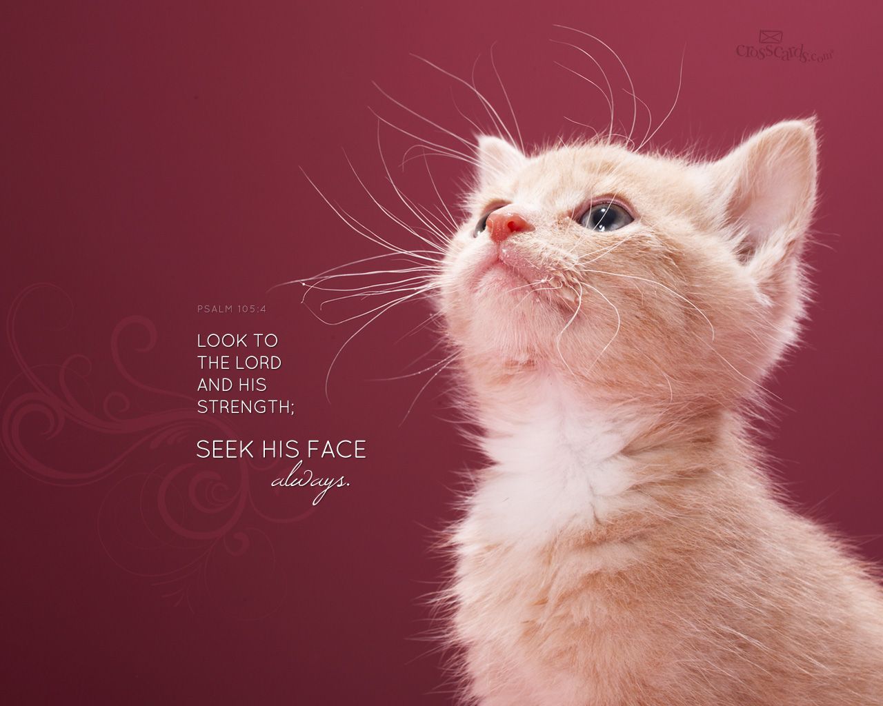 caption wallpaper,cat,small to medium sized cats,whiskers,felidae,carnivore