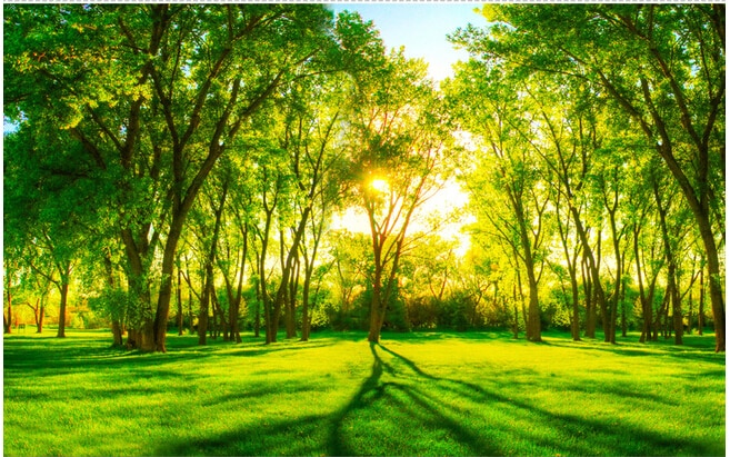carta da parati in papel,paesaggio naturale,natura,verde,albero,luce del sole