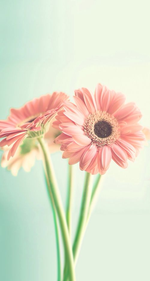 papel wallpaper,flower,flowering plant,barberton daisy,gerbera,pink