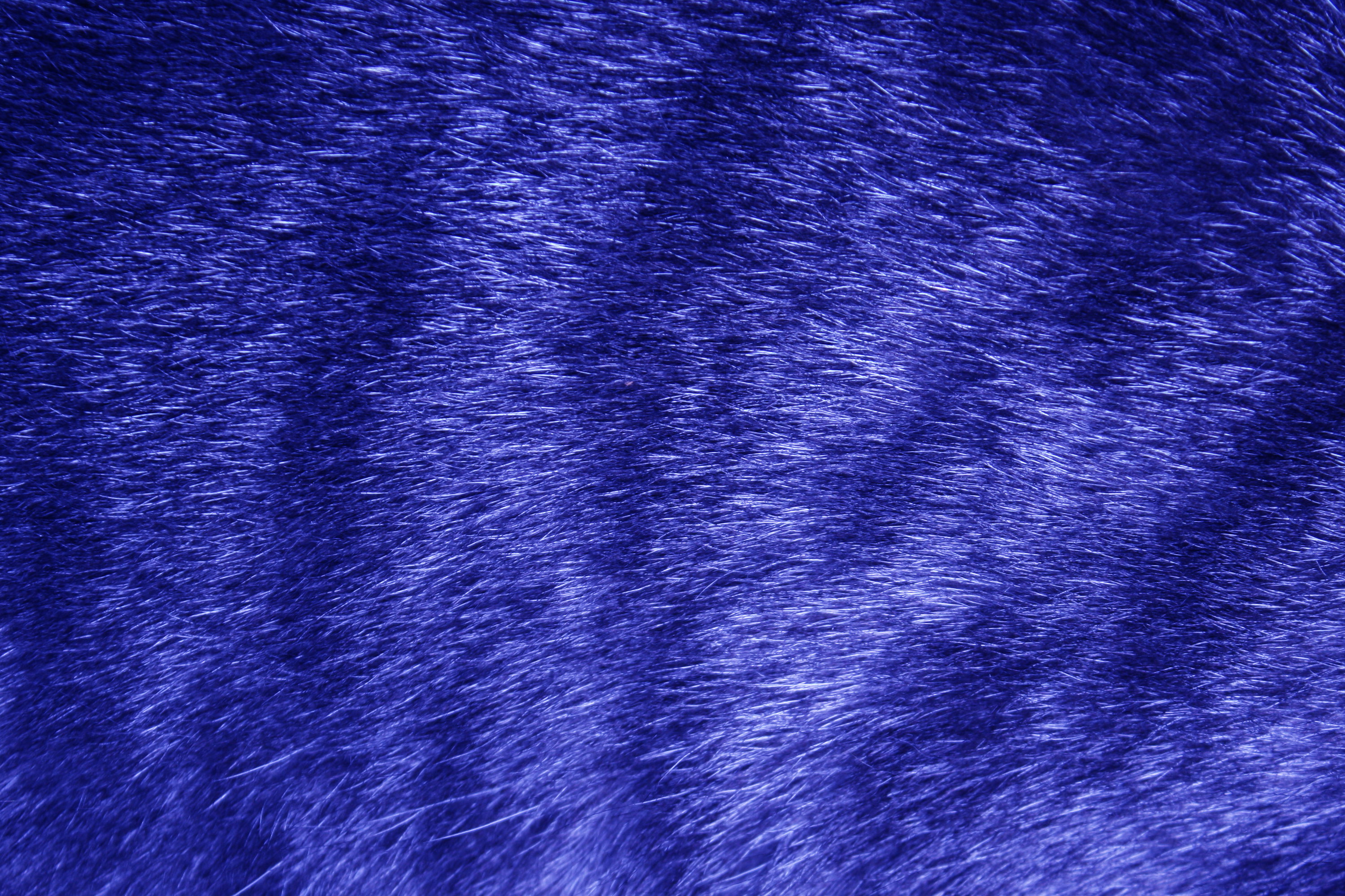 papier peint fourrure bleue,bleu,bleu cobalt,violet,violet,fourrure