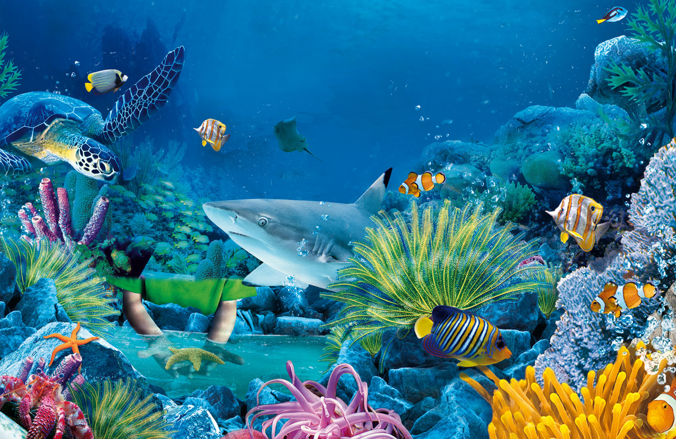 해양 생물 벽지,산호초,수중,해양 생물학,암초,물고기