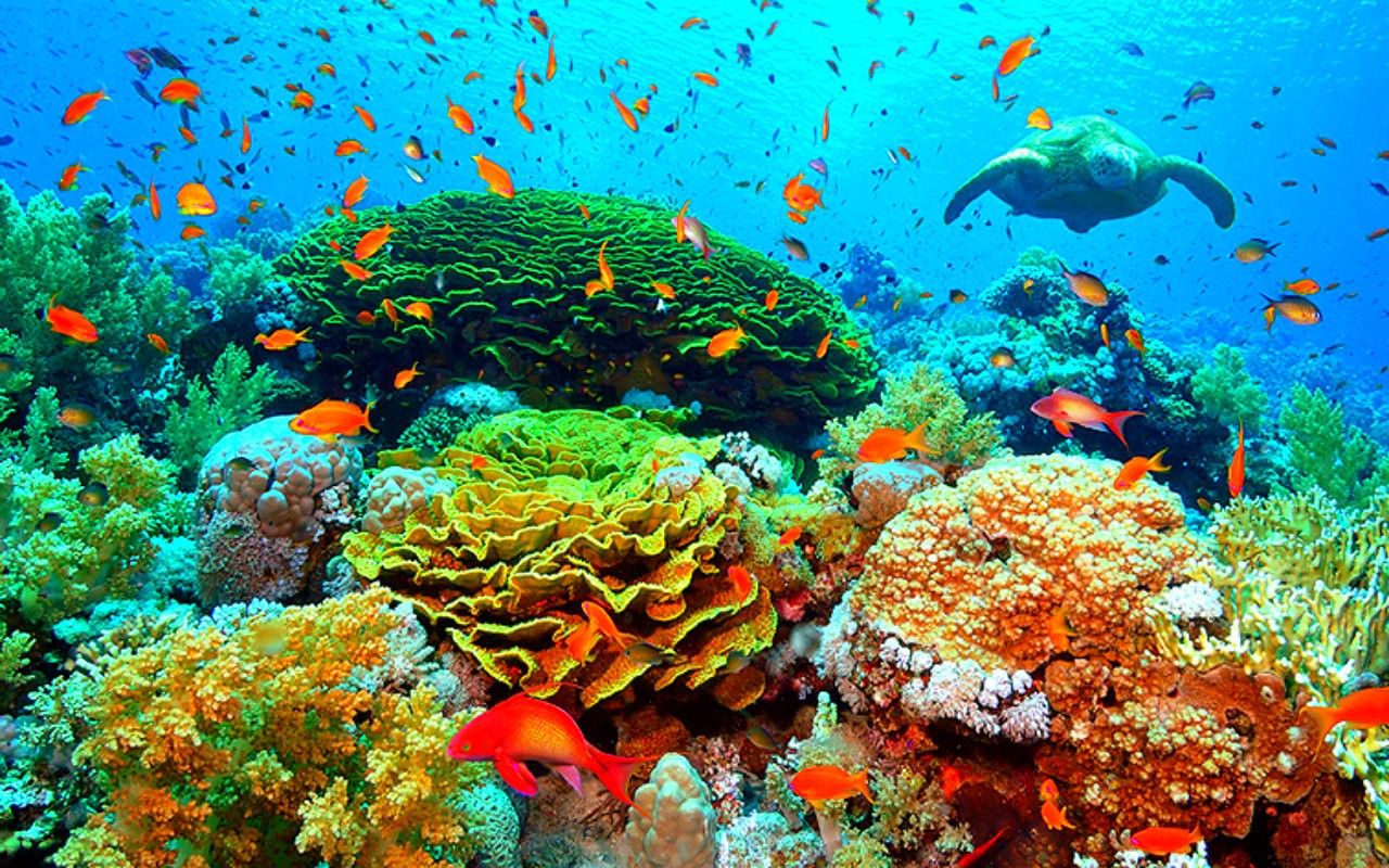 해양 생물 벽지,암초,산호초,산호,수중,해양 생물학
