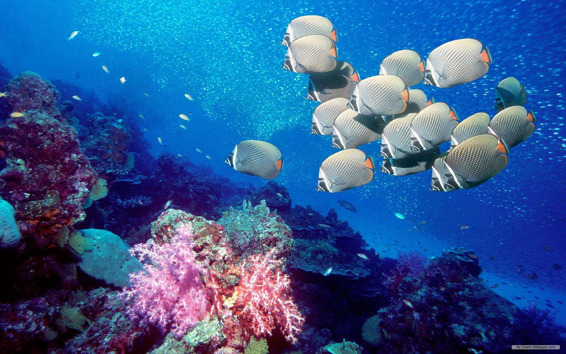 papel pintado de la vida marina,arrecife de coral,arrecife,submarino,biología marina,coral