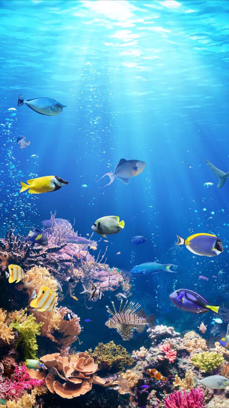 marine life wallpaper,underwater,coral reef,fish,marine biology,coral reef fish