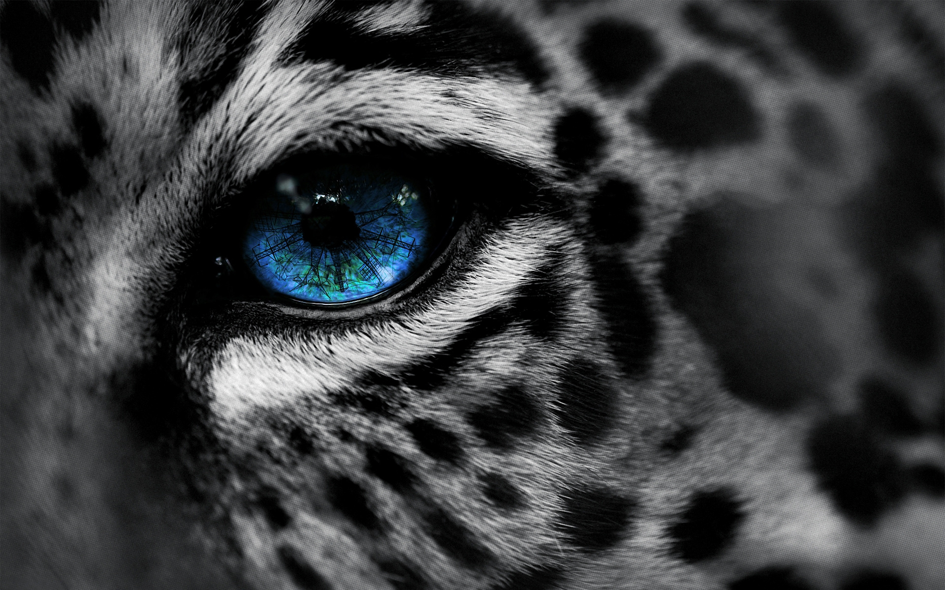 fondo de pantalla de piel azul,felidae,bigotes,ojo,hocico,en blanco y negro
