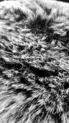 black fur wallpaper,black,black and white,fur,monochrome photography,monochrome