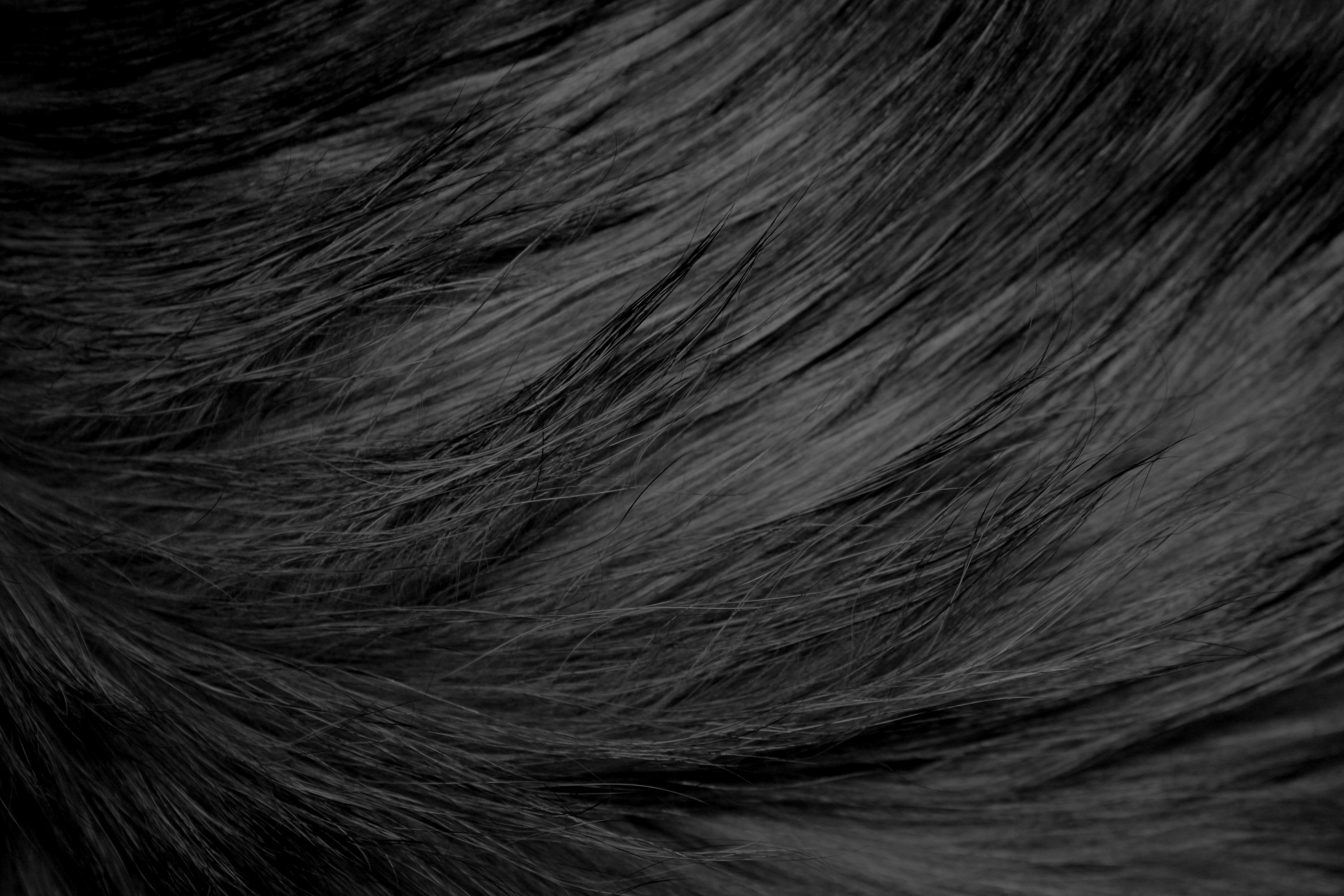schwarze pelztapete,haar,frisur,braun,schwarzes haar,nahansicht