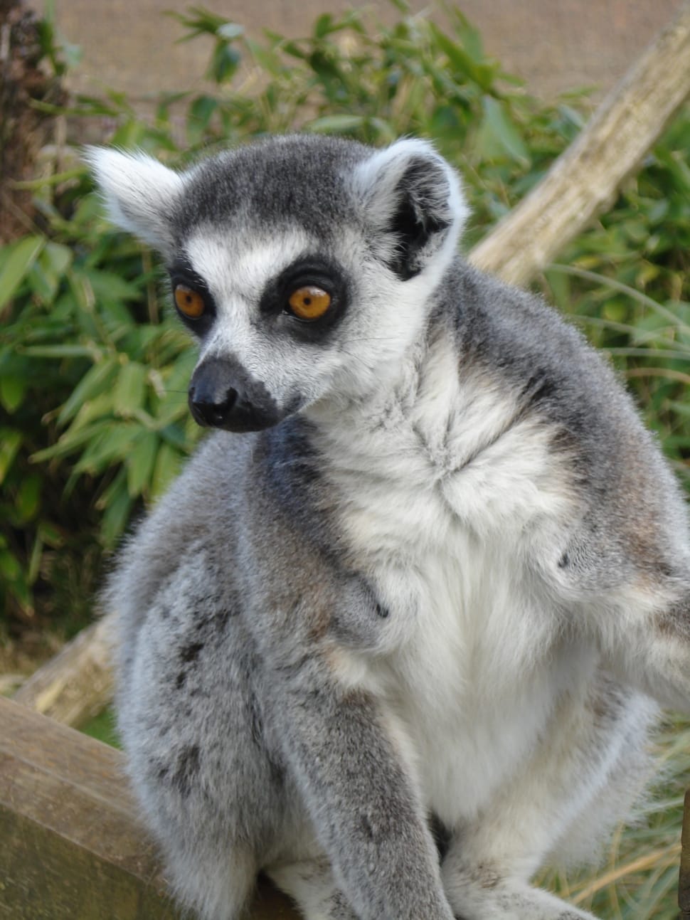 Animal, Fur, Grey, Lemur, Sitting, One Animal, Animal Animales Con