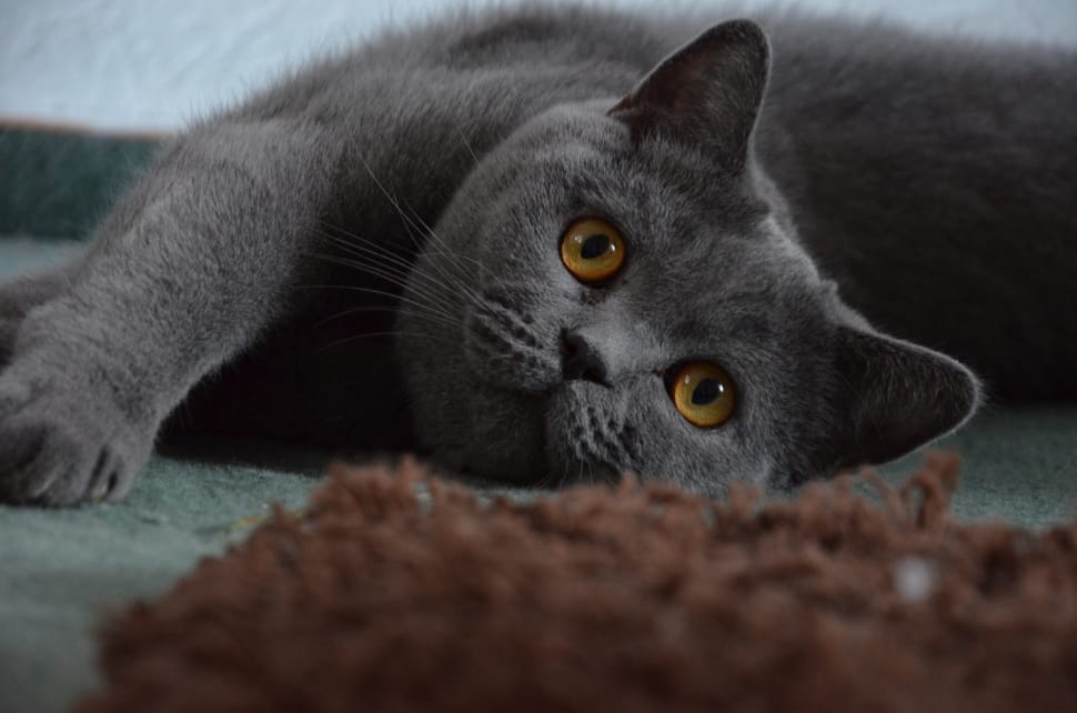 회색 모피 벽지,고양이,중소형 고양이,영국 쇼트 헤어,felidae,러시아 블루