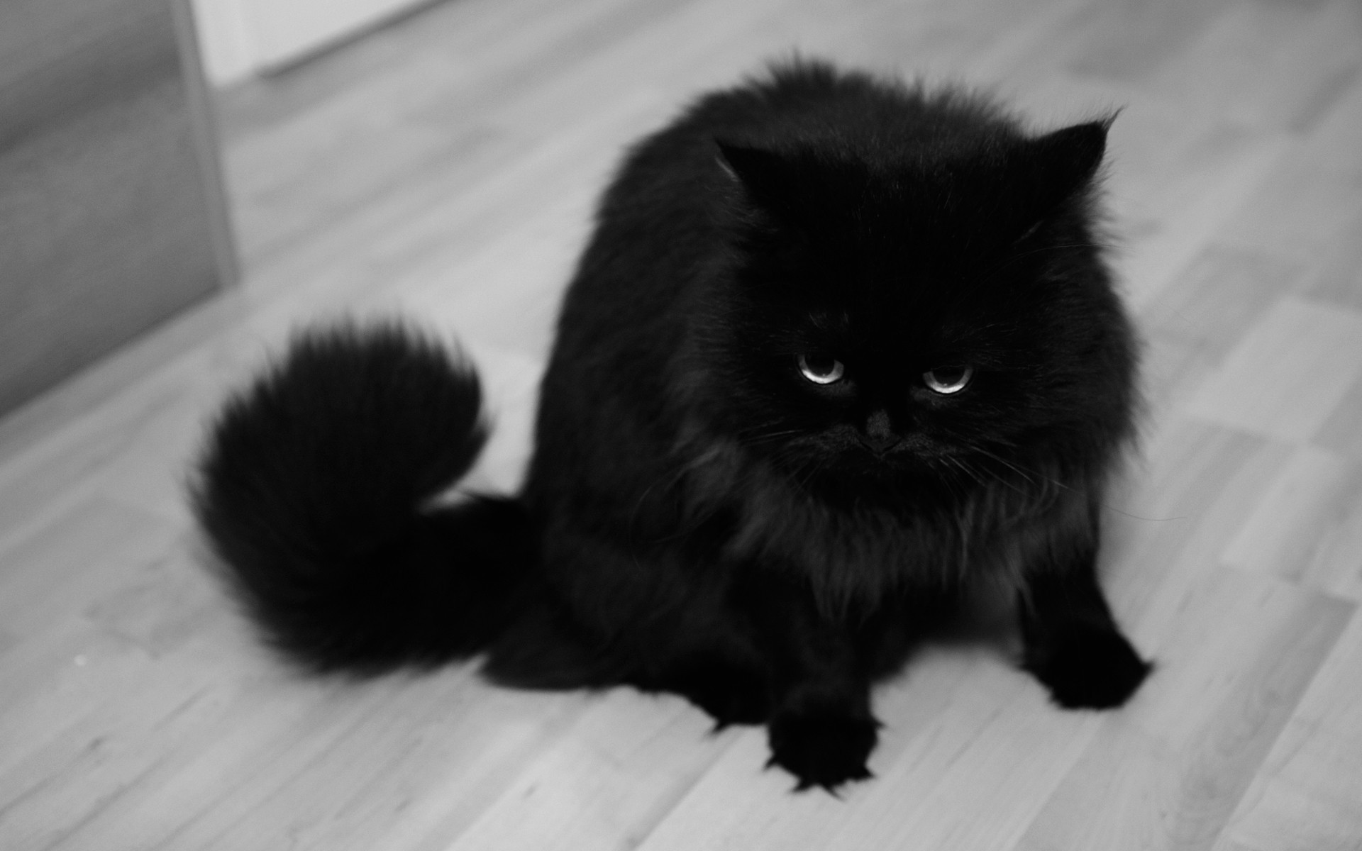 carta da parati in pelliccia nera,gatto,gatto nero,nero,gatti di piccola e media taglia,felidae