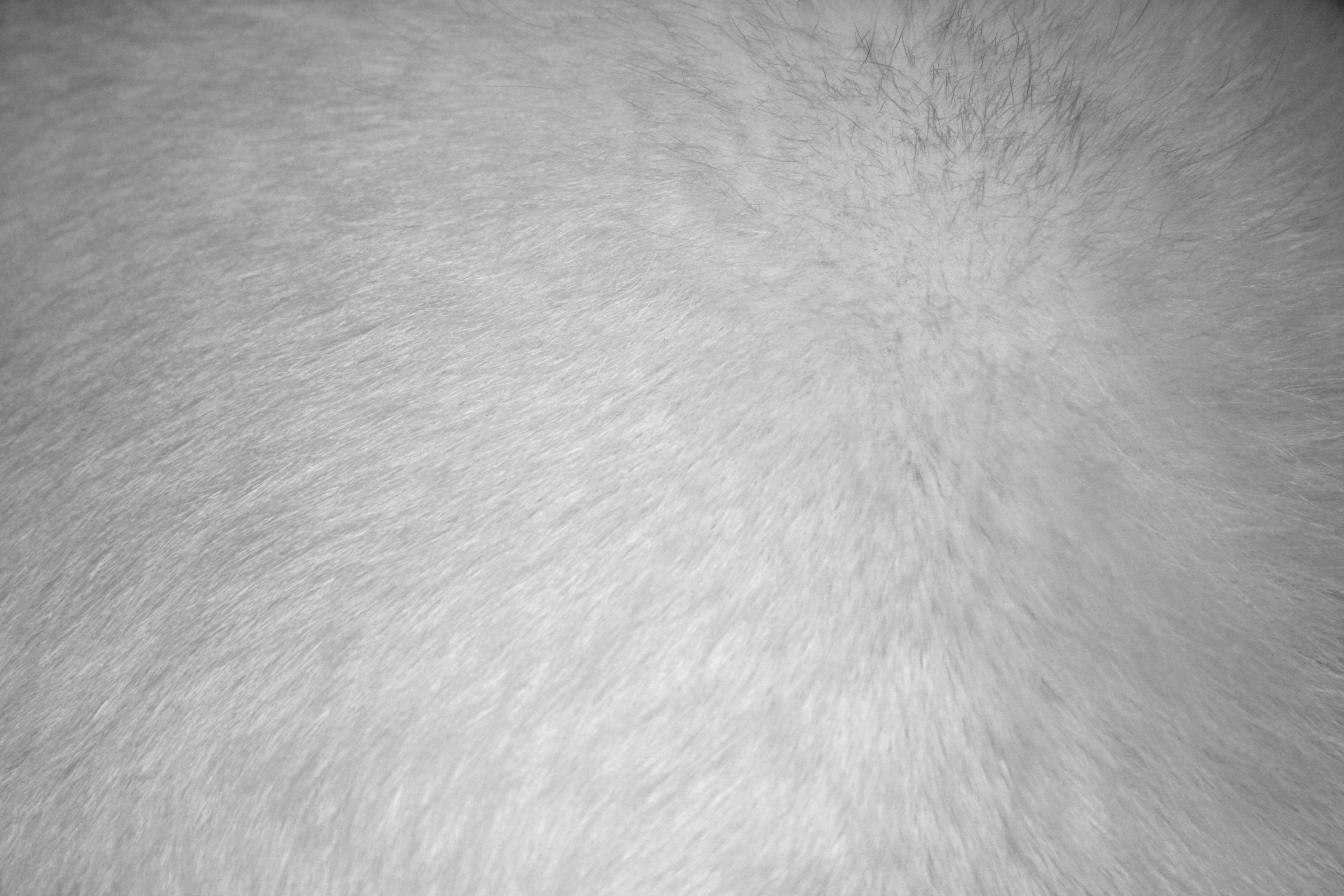 white fur wallpaper,fur,white,skin,close up,textile