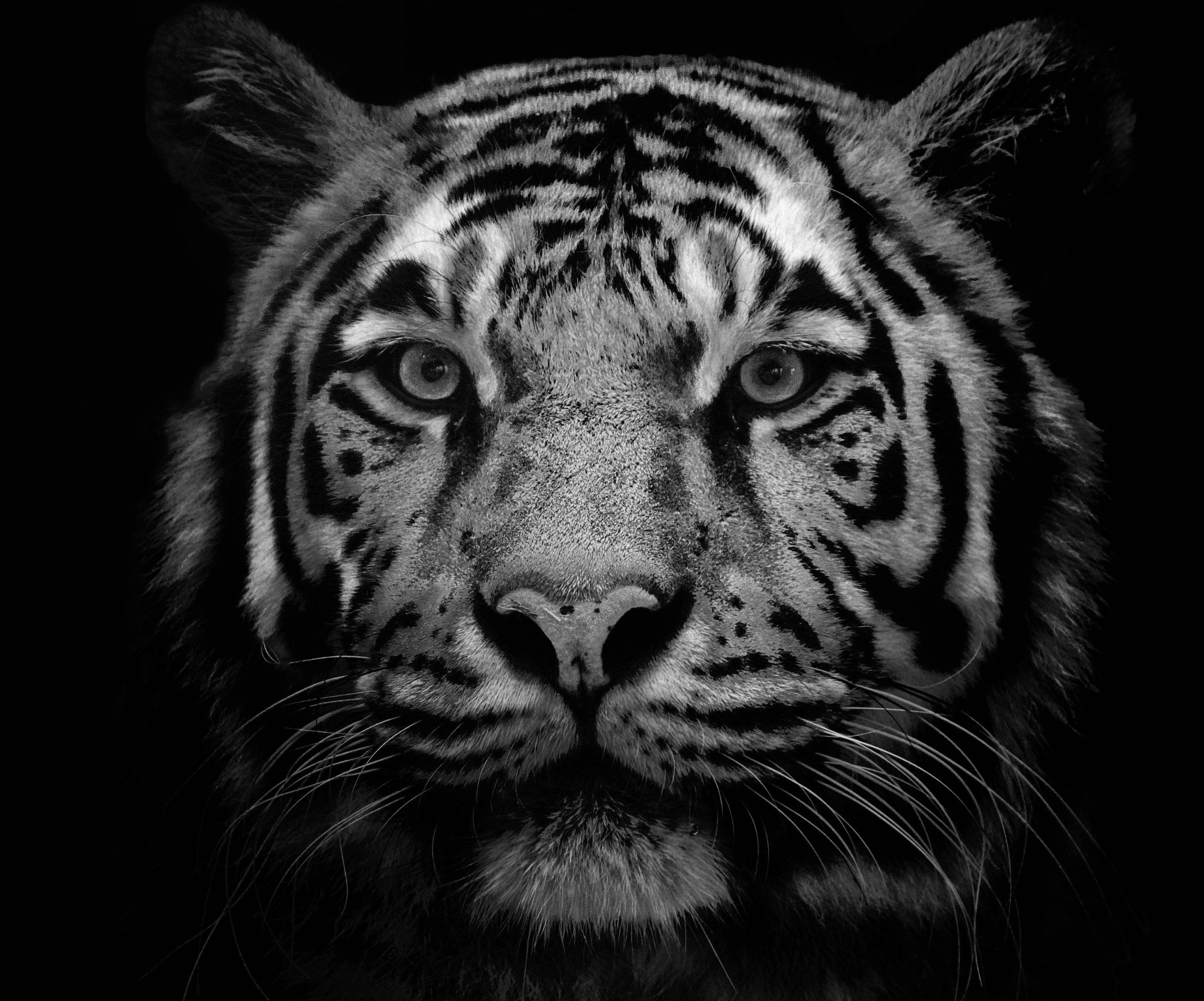papier peint fourrure noire,tigre,faune,tigre du bengale,animal terrestre,moustaches