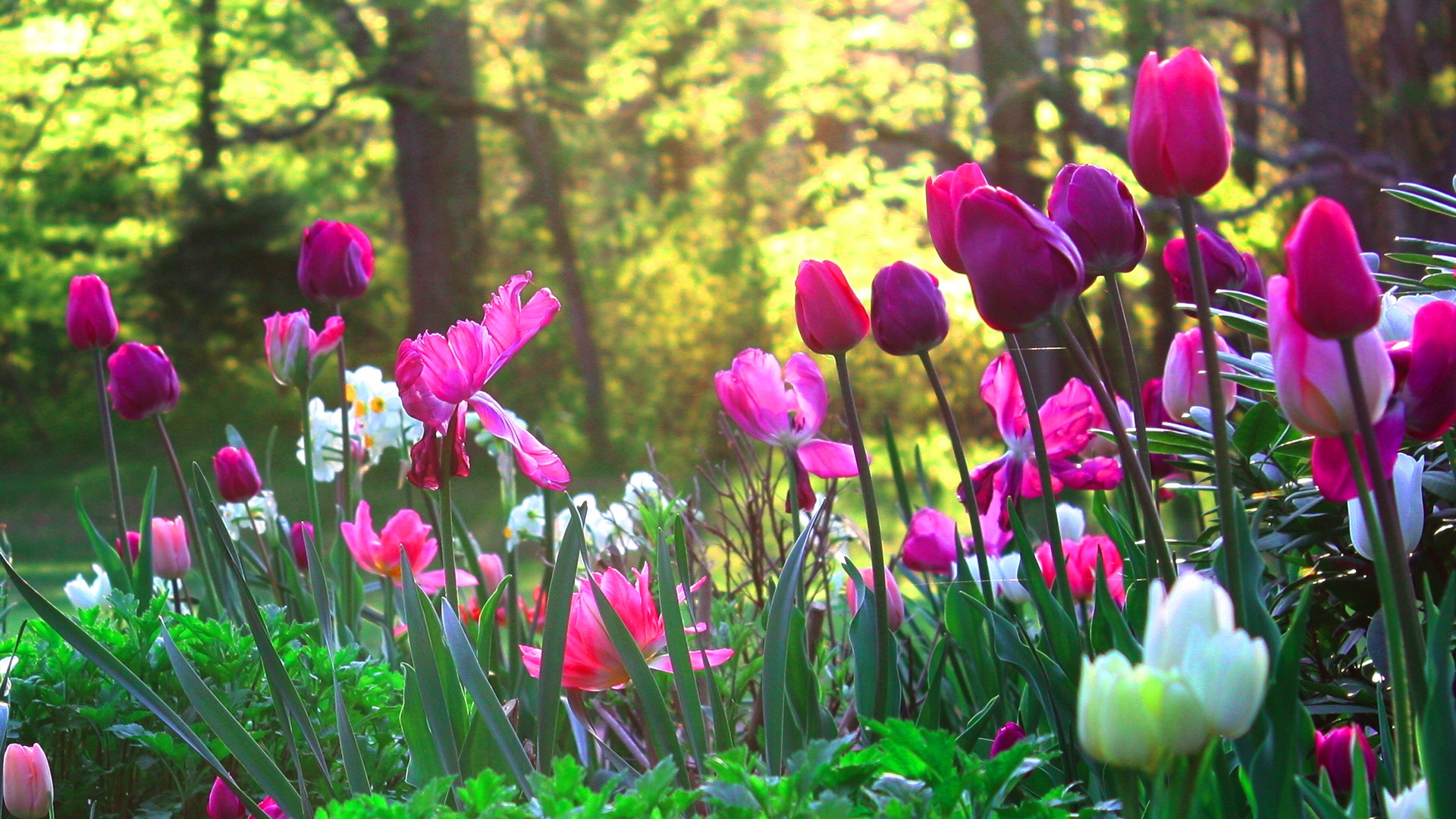 最高の花の壁紙のhd,花,開花植物,チューリップ,自然,花弁