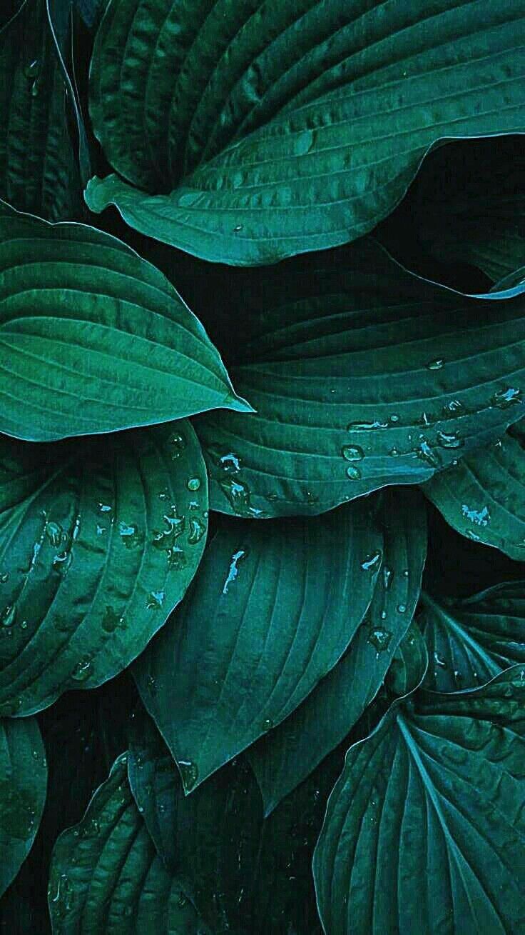 random wallpaper iphone,leaf,green,plant,flower,adaptation