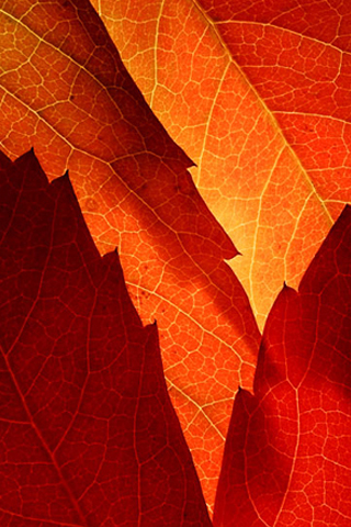 random wallpaper iphone,leaf,red,tree,orange,plant