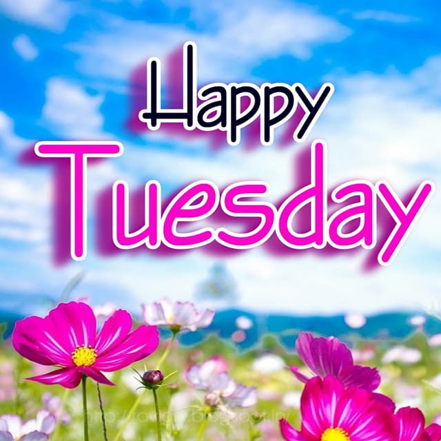 tuesday wallpaper,flower,text,morning,natural landscape,petal.