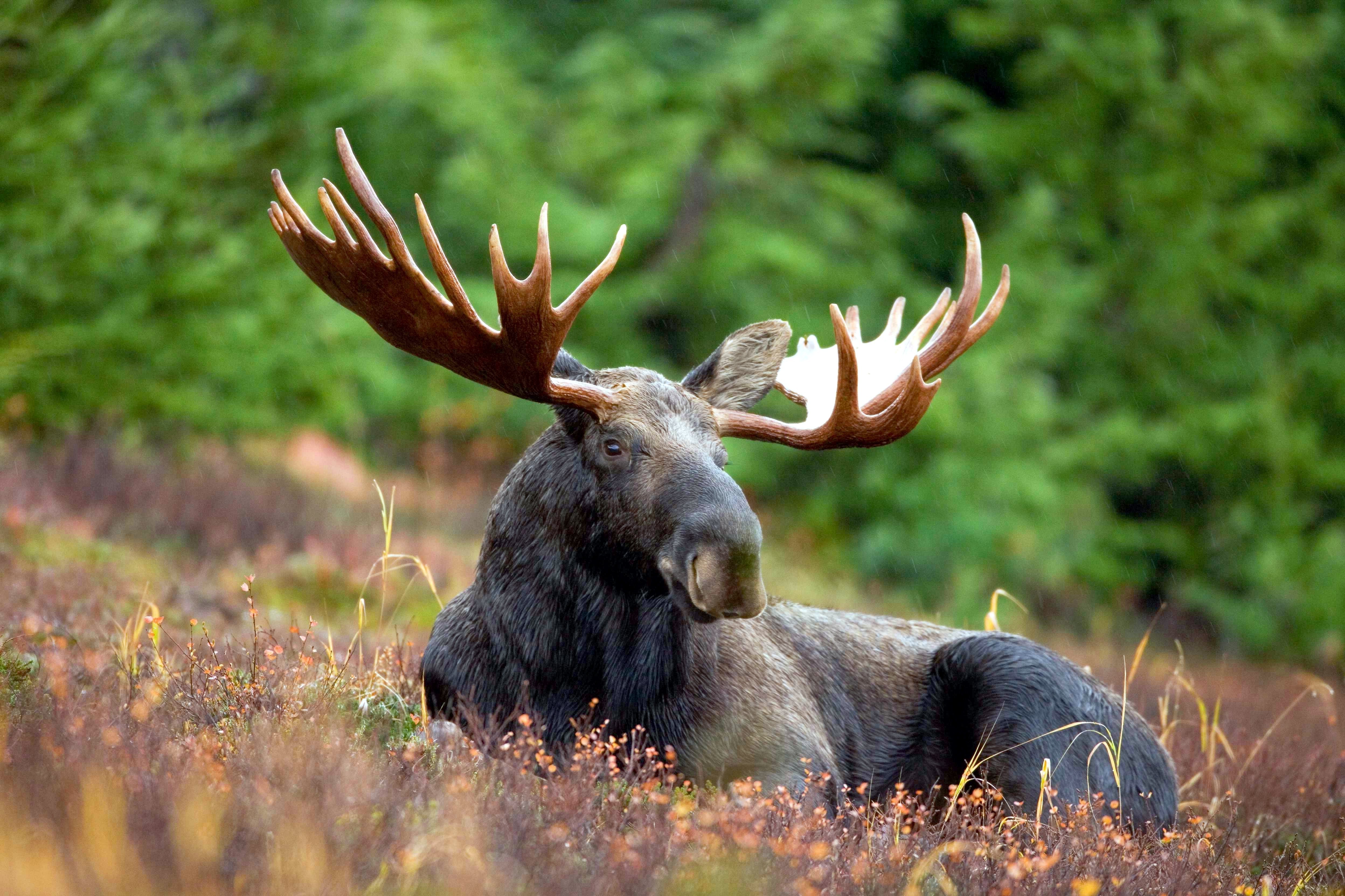 moose wallpaper,moose,wildlife,antler,horn,reindeer