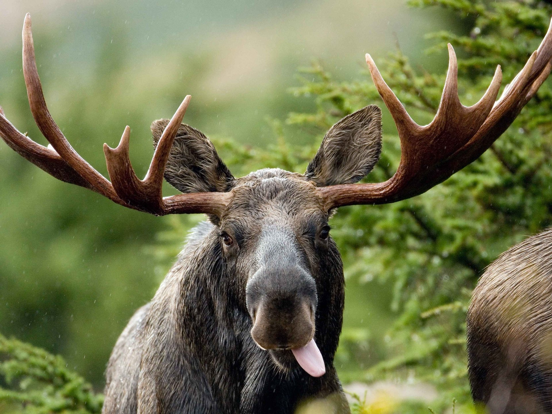 moose wallpaper,horn,moose,reindeer,antler,wildlife