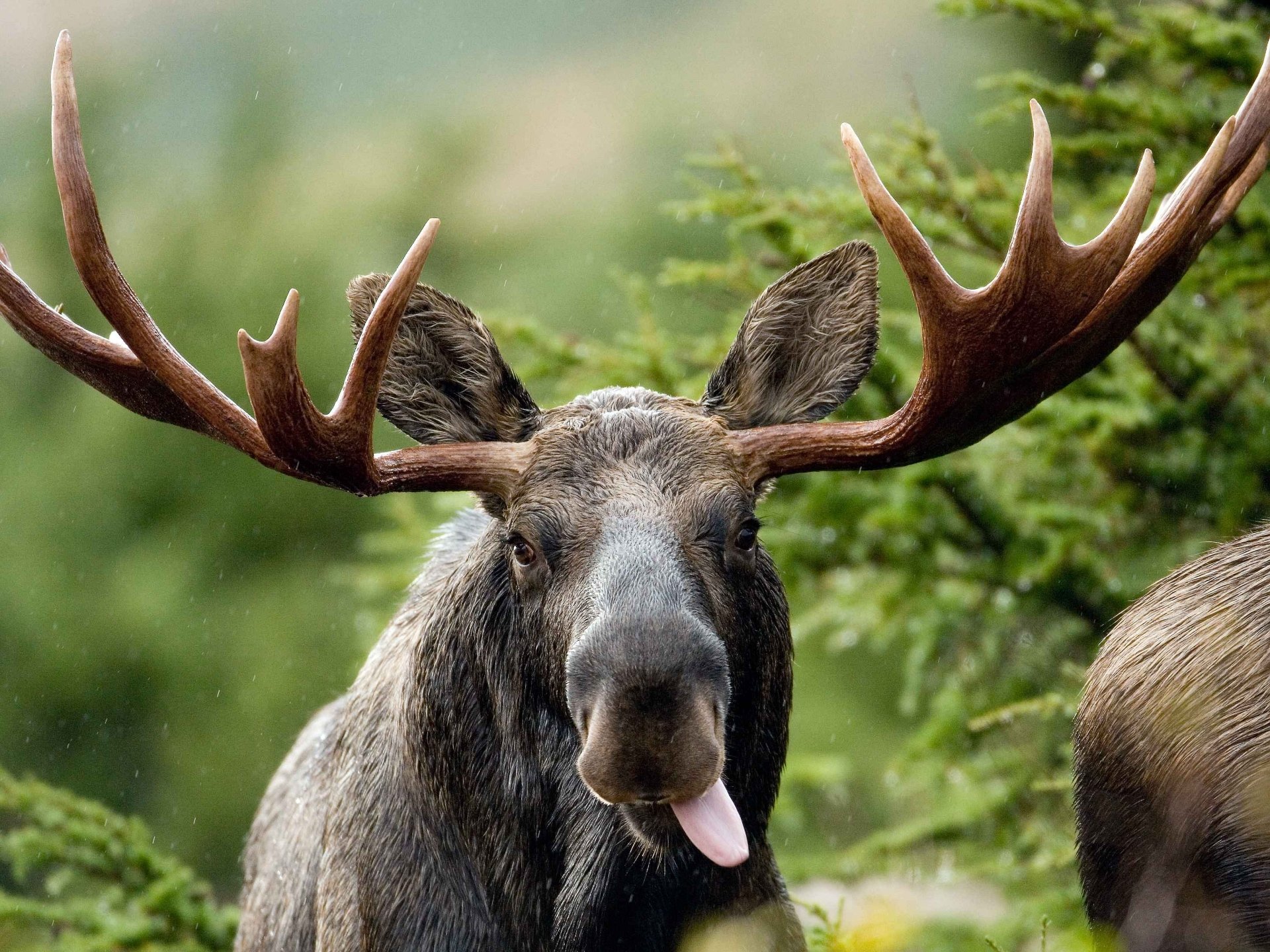 carta da parati alci,corno,renna,ramificazione,natura,alce