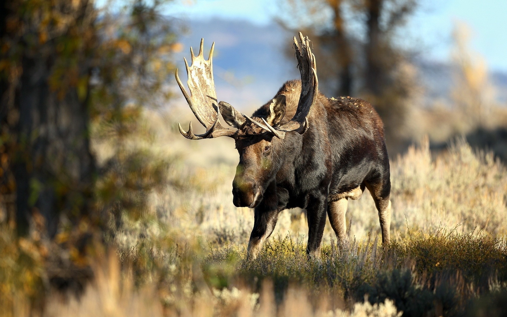 moose wallpaper,wildlife,mammal,reindeer,antler,horn
