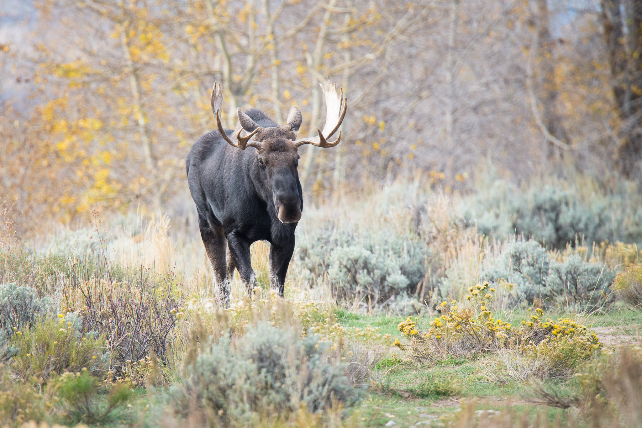 papier peint orignal,faune,animal terrestre,herbe,ramure,wapiti