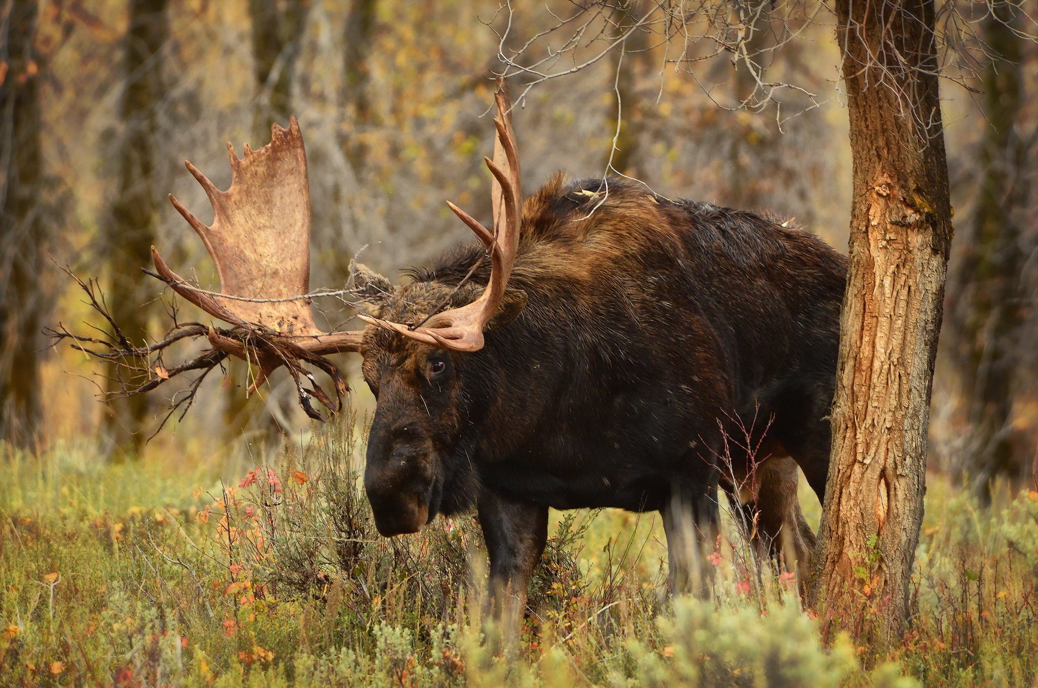 moose wallpaper,wildlife,antler,moose,horn,natural landscape