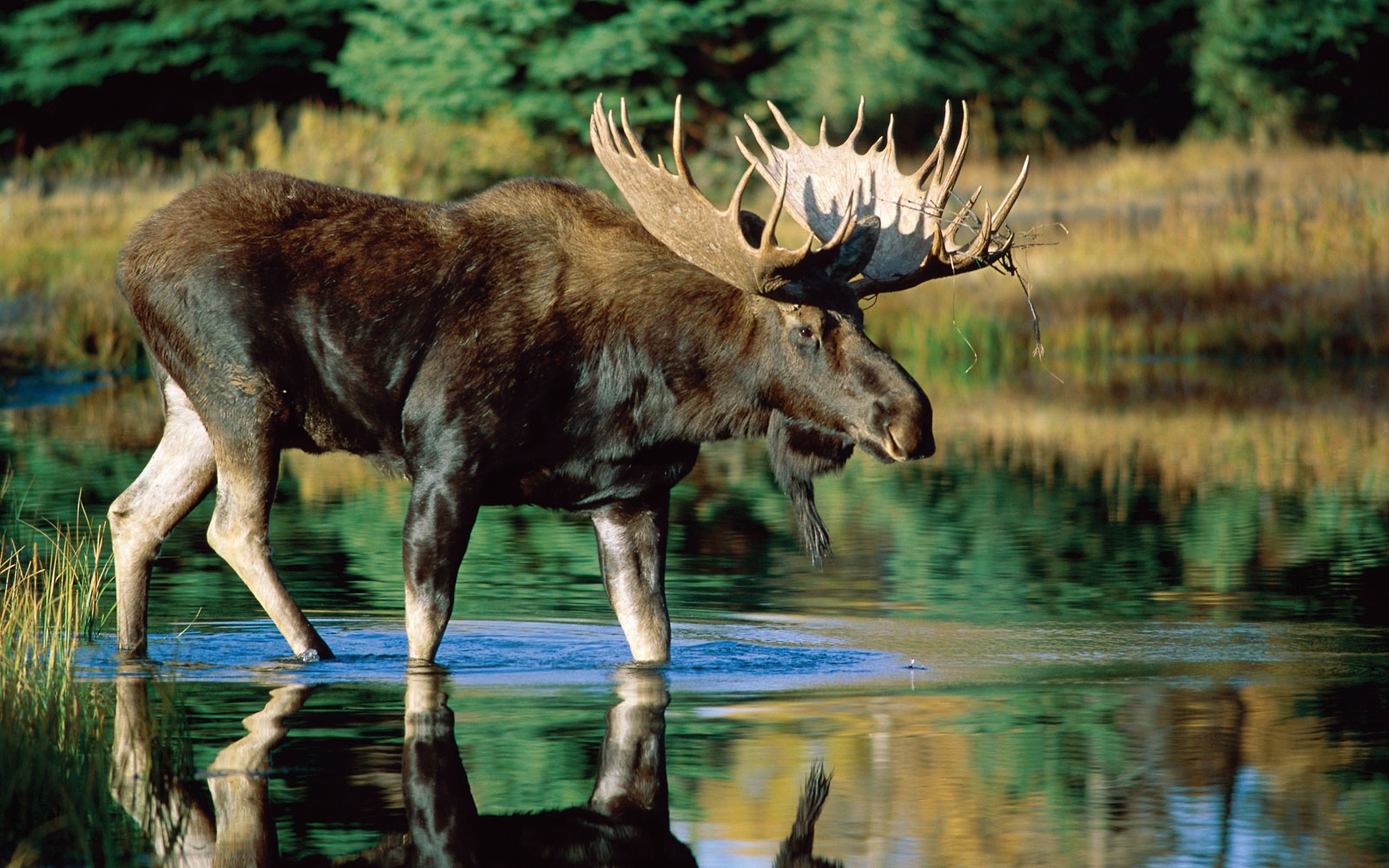 moose wallpaper,wildlife,moose,reindeer,antler,terrestrial animal