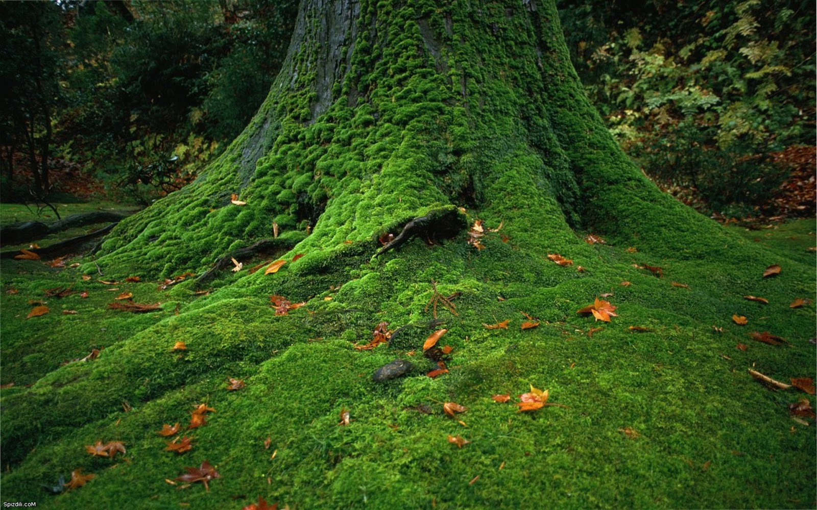 moss wallpaper,tree,natural landscape,nature,old growth forest,natural environment